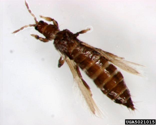 Pear thrips: adult insect.