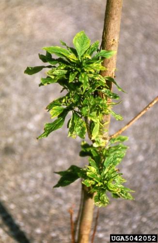 Ash yellows: causes foliage to tuft at the tips.