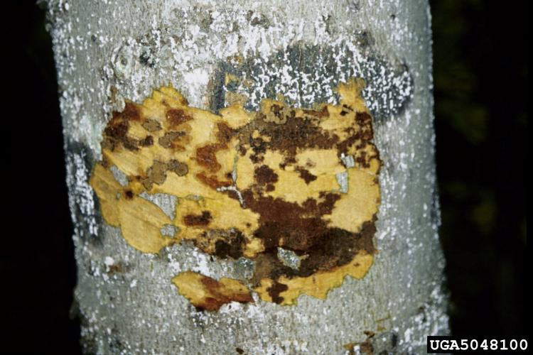 Beech bark disease: fungal infection is sometimes seen as a slimy flux or “tarry spot” that begins to ooze from dead spots on the bark. If the bark is cut away, the inner layer will appear orange in color.