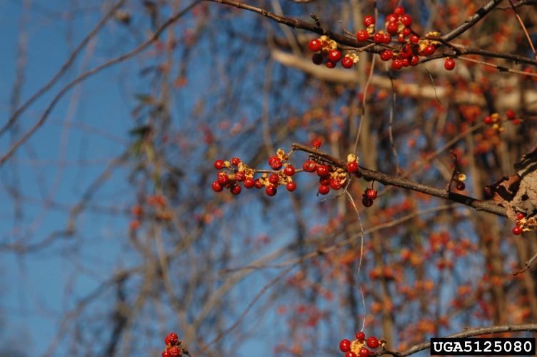 Asiatic bittersweet: small globose fruits are green when young; ripen to yellow; then split to reveal showy, scarlet berries that persist into winter.