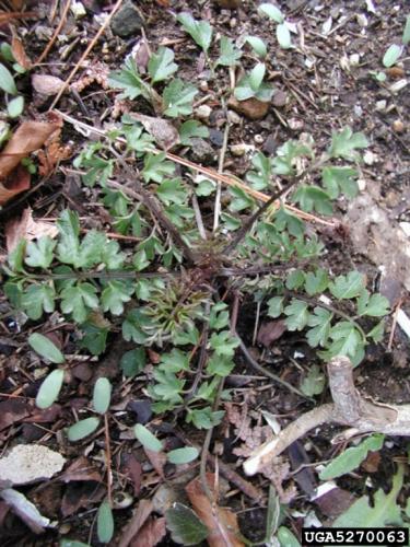 Narrow-leaved bitter-cress: basal rosette of leaves are pinnately divided.