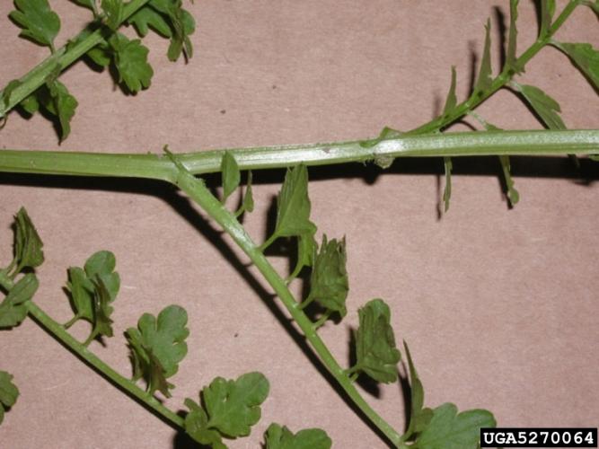 Narrow-leaved bitter-cress: leaves (6-20) are thin and membranous.