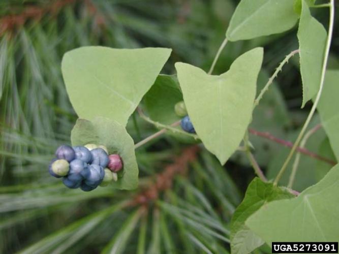 Mile-a-minutevine:  fruiting spike, ocreae, and barbs.