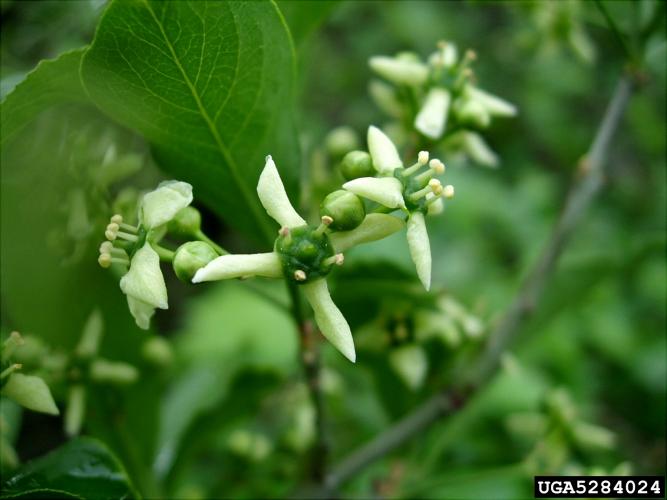 European spindle-tree: flowers are inconspicuous (1/3 inch across), 4 greenish-white petals with purple anthers, appearing in late spring in multiple branched clusters.