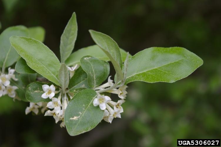 Autumn olive: small, yellowish tubular flowers are abundant and occur in clusters of 5 to 10 near the stems in early summer.