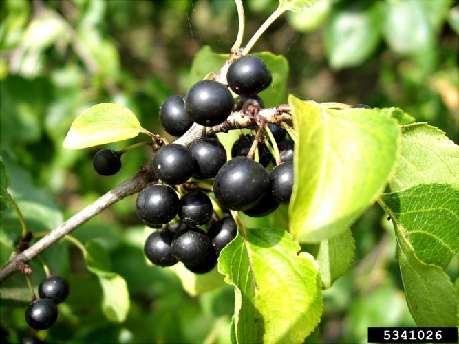 Common buckthorn: fruits are small, black berries.