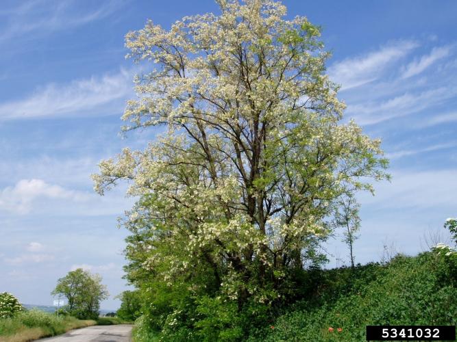 Black locust: tree form.