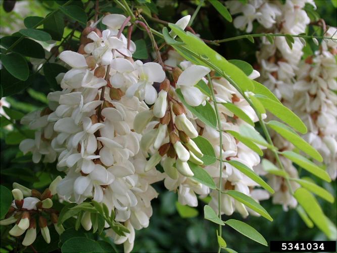 Black locust: clusters of sweetly perfumed pure white pea flowers in spring.