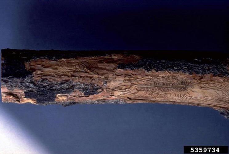 Dutch elm disease: bark beetle galleries under elm tree bark.