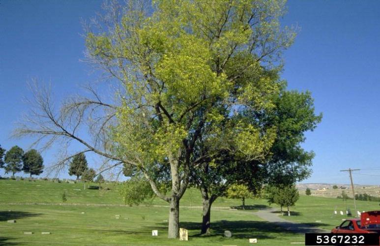 Ash yellows: ash tree dieback.