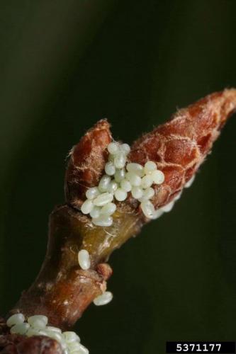 Winter moth: eggs.