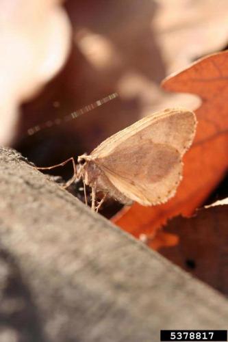 Winter moth: adult.