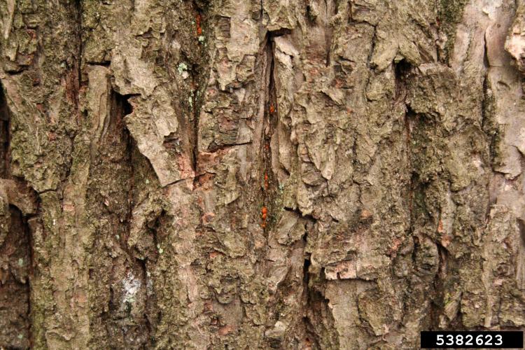 Chestnut blight: Yellow-orange, pin head sized fungal fruiting bodies (pycnidia) on the bark and cankers.
