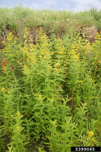 Golden Loosestrife: infestation.