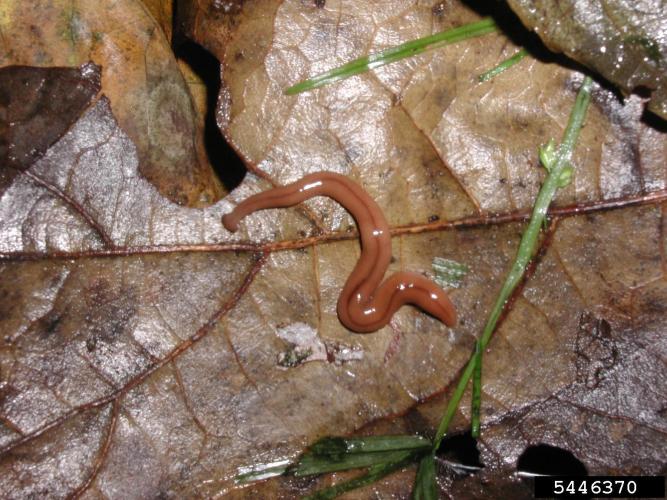 Wandering Broadhead Planarian