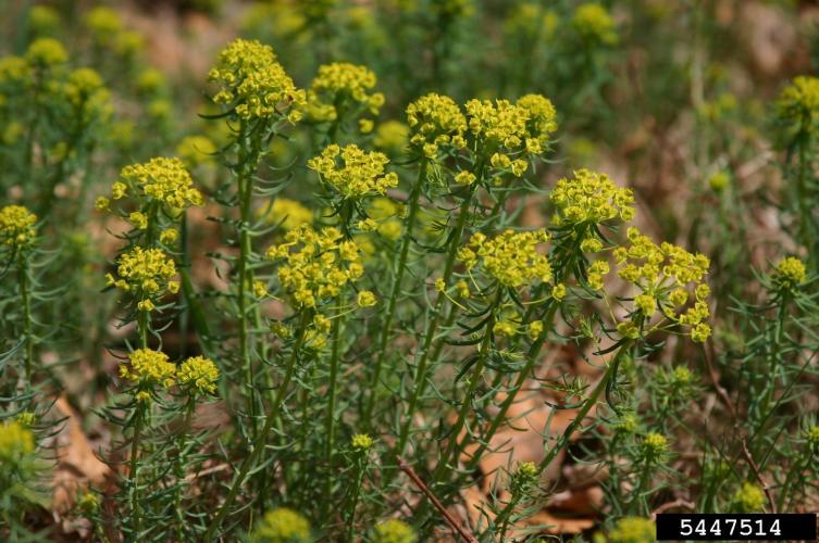 Cypress spurge: yellow-green, inconspicuous flowers are in a cyme at the top of the plant. Flowers mature to red.