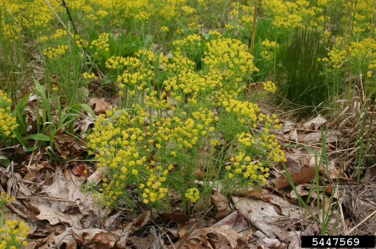 Cypress spurge: infestation.