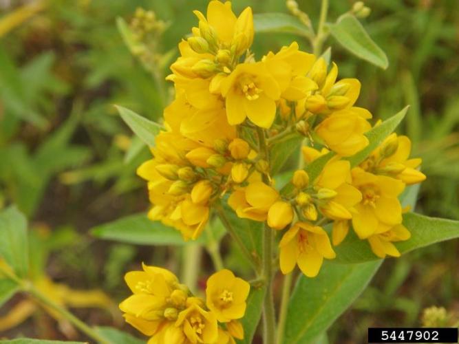 Golden loosestrife: flowers have five yellow petals, blooms primarily at the top of the stems.