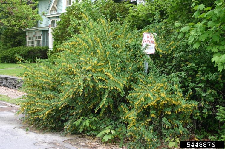 Common barberry: infestation.