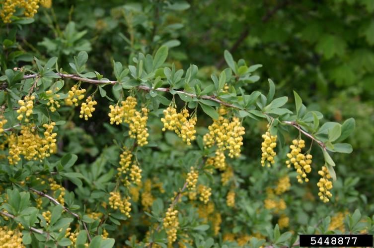 Common barberry: oval leaves, with toothed edges, flowers are pale yellow and appear in droopy clusters.