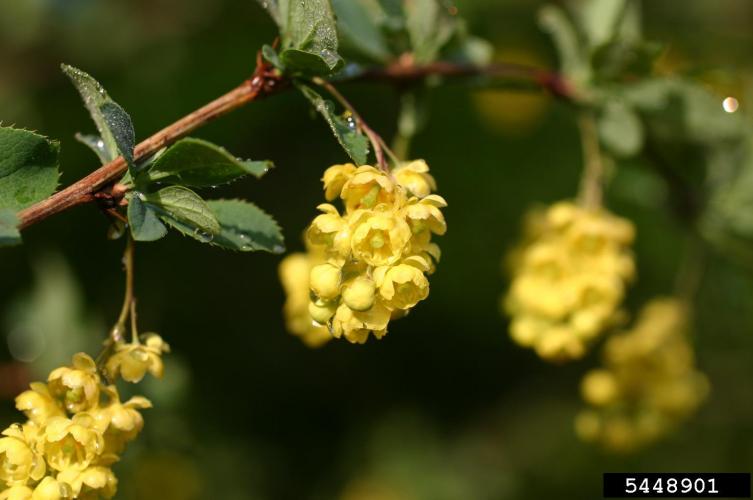 Common barberry: oval leaves, with toothed edges, flowers are pale yellow and appear in droopy clusters.