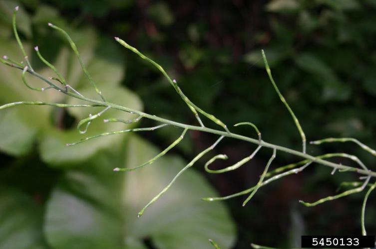 Dame's rocket: siliques (long slender fruits) are 2-4 in. in length and contain a large number of seeds.