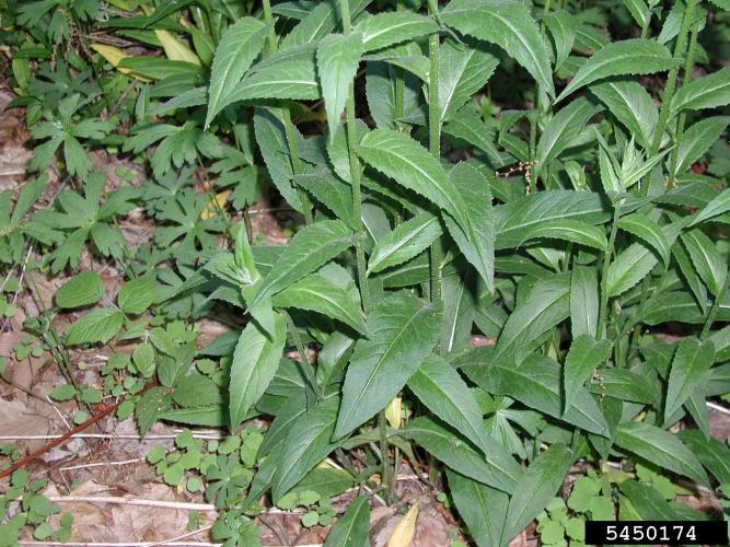 Dame's rocket: alternate leaves are broadly lanceolate and sessile or born on short petioles. Leaves are 2-6 in. long and hairy.