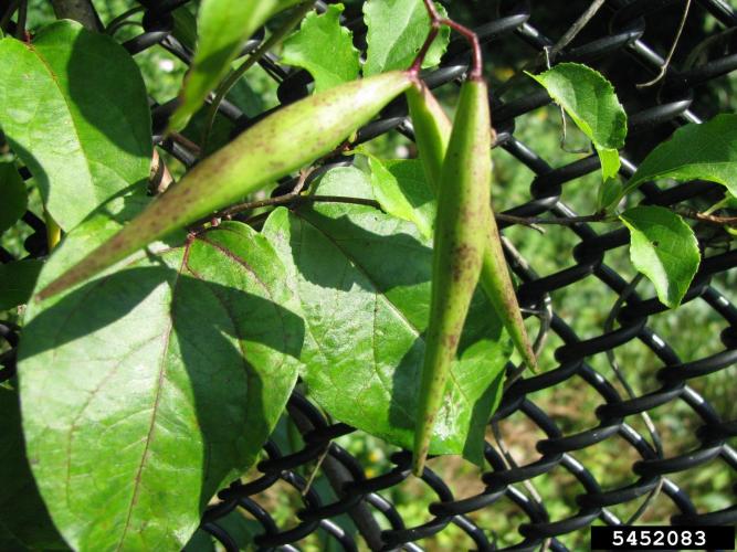 Black swallowwort: fruit are pods, similar to milkweed pods, which are slender, 2-3 in. long and split to reveal small seeds with tufts of white hairs.