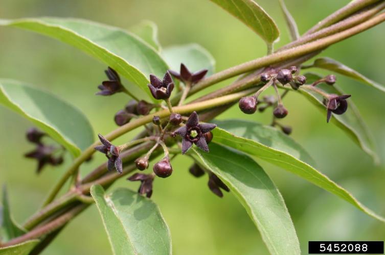 Black swallowwort: small, dark, star-shaped flowers.