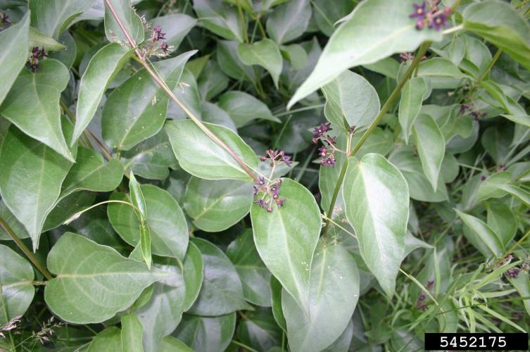 Black swallowwort: leaves are opposite, dark green, oval, and shiny with entire margins. Leaves are from 3-4 in. long and 2-3 in. wide. A short petiole attaches the leaf to the vine.