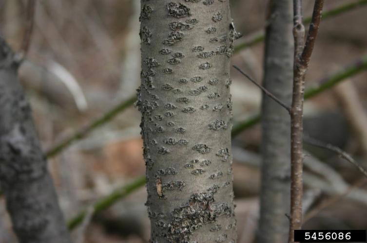 Common buckthorn: bark is dark gray.