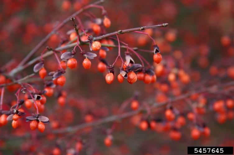 Burning bush: fruit, reddish capsules that split to reveal orange fleshy seeds.