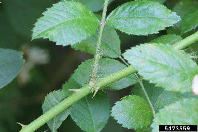 Multiflora rose: bristled margins on petiole base that characterizes species.