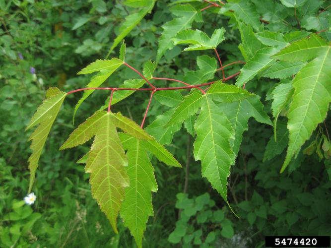 Amur maple: leaf has three lobes, the center lobe is much more prominent than the other two lobes.