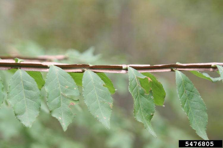 Burning bush: corky "winged" bark.