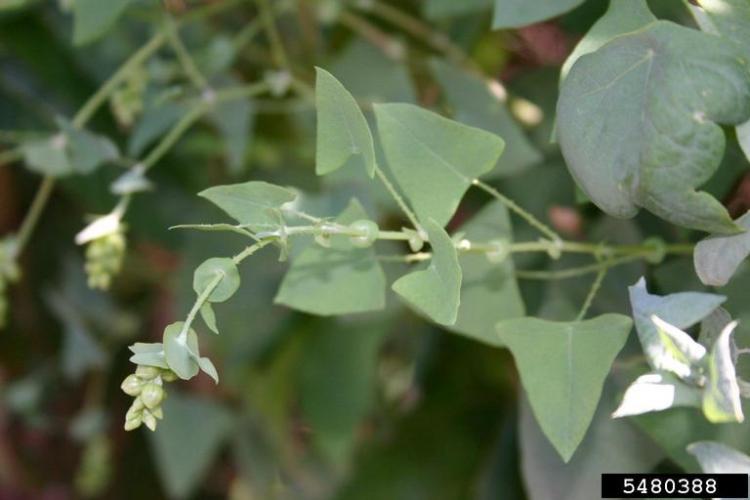 Mile-a-minute vine: small, white, inconspicuous flowers.