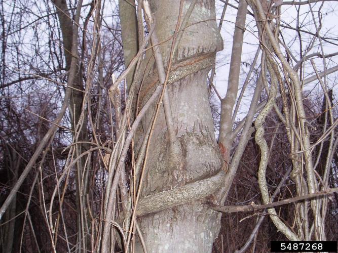 Asiatic bittersweet: woody vine that climbs saplings and trees and can grow over 60 feet in length.