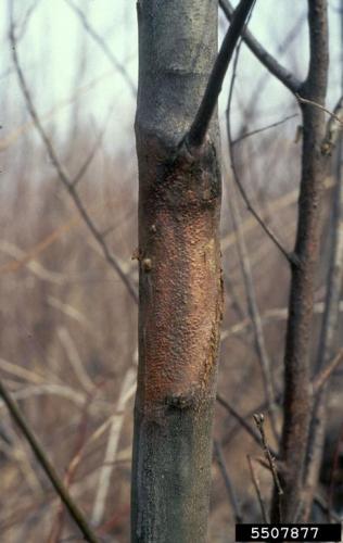 Chestnut blight: yellow-orange fungal fruiting bodies.