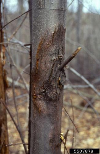 Chestnut blight: dieback above canker.