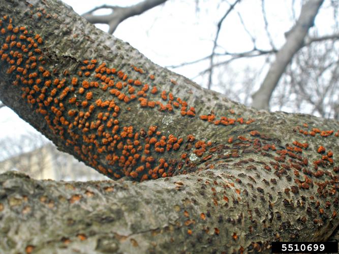 Beech bark disease: neonectria canker fruiting bodies.