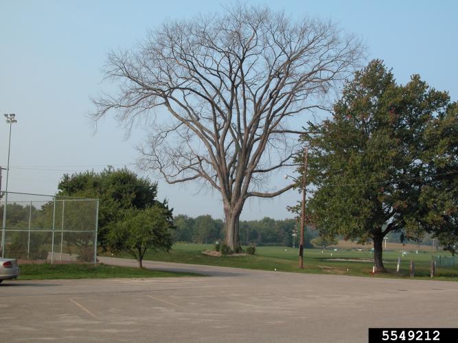 Dutch elm disease: dead elm.