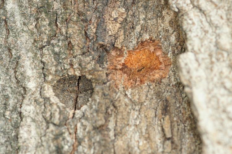 Asian longhorned beetle: oviposition site (where female deposits egg).