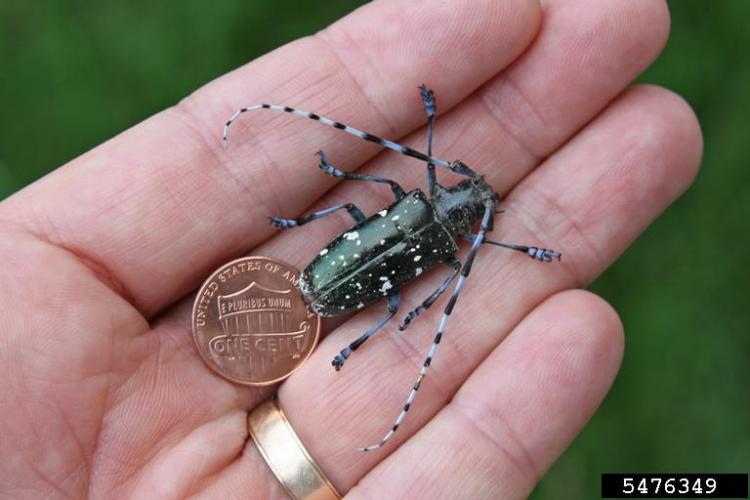 Asian longhorned beetle: adults have long, black and white banded antennae.