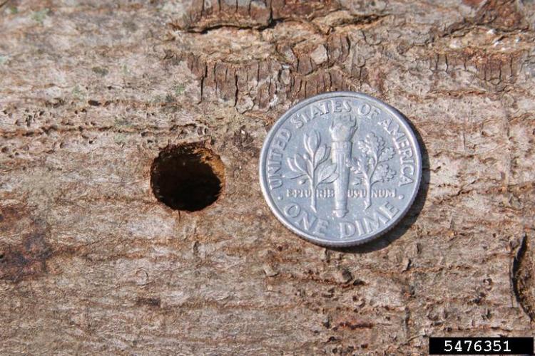 Asian longhorned beetle: perfectly round, dime-sized exit holes - test with a pencil to see that they go deeper into the tree than a tap hole.