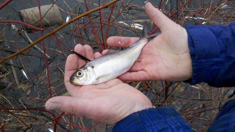 Alewife collected from a die-off event in Lake Champlain