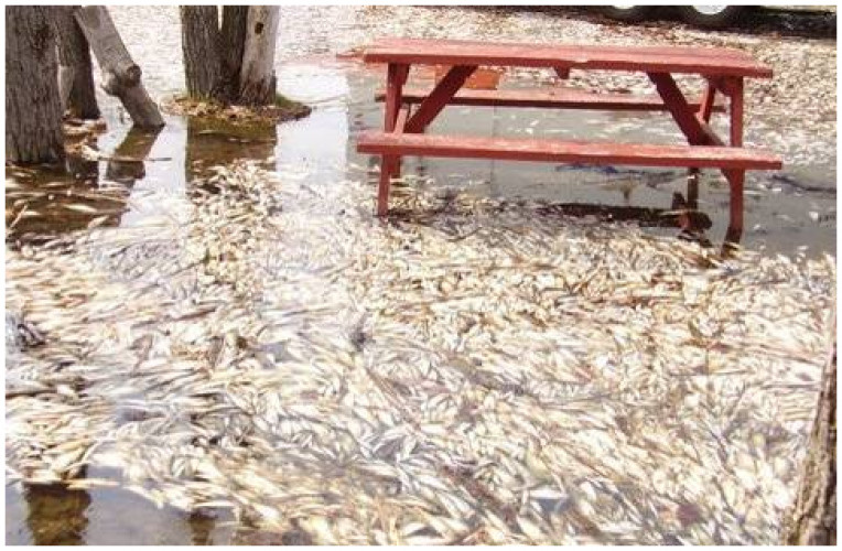 Certain conditions can cause large mortality events among alewives