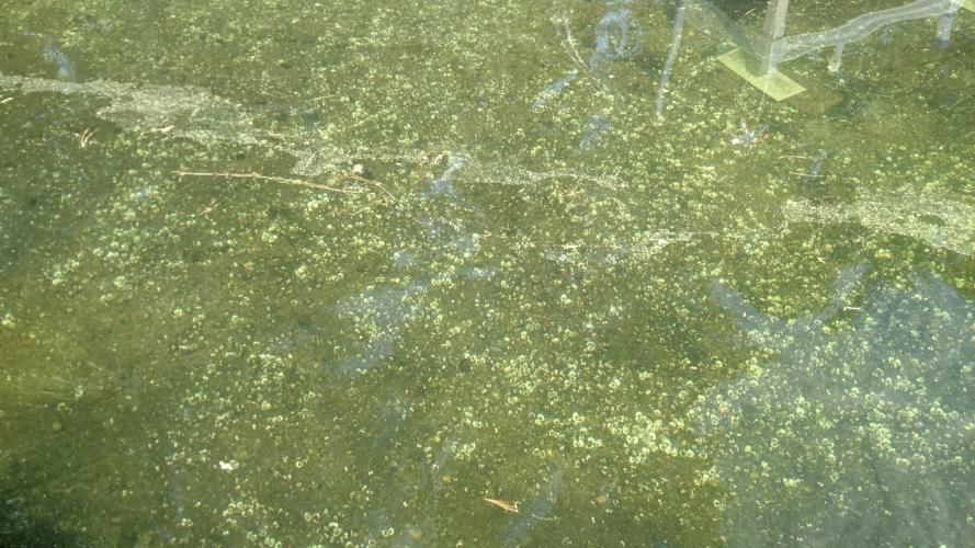 Asian clam shells strewn across the bottom of a lake