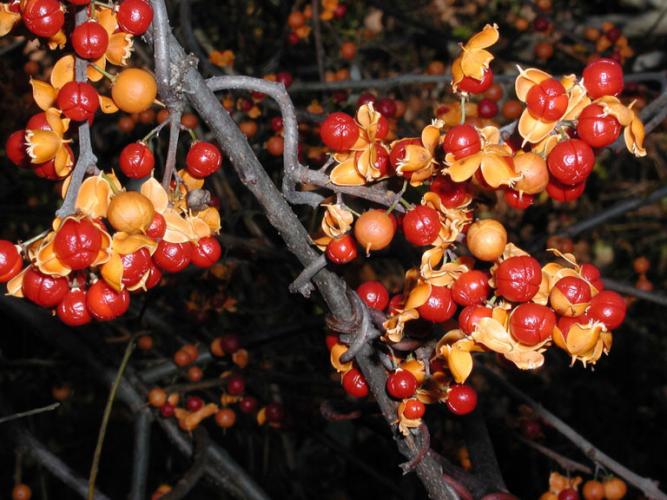 Asiatic bittersweet: small globose fruits are green when young; ripen to yellow; then split to reveal showy, scarlet berries that persist into winter.