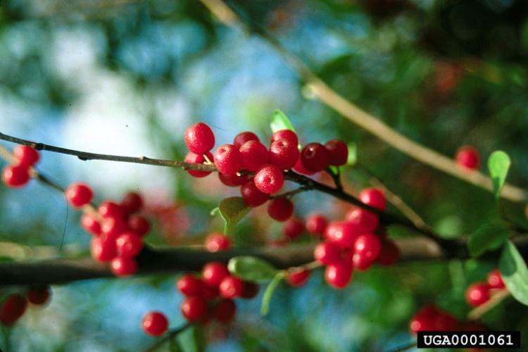 Autumn olive: fruit is reddish to pink, round, and covered in scales that look like silvery spots.