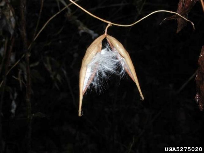 Black swallowwort: fruit are pods, similar to milkweed pods, which are slender, 2-3 in. long and split to reveal small seeds with tufts of white hairs.